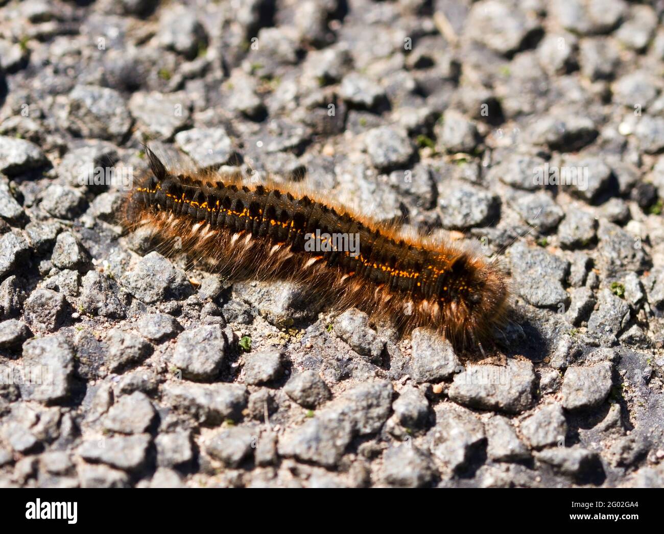 Caterpillar foliovore hi res stock photography and images Alamy