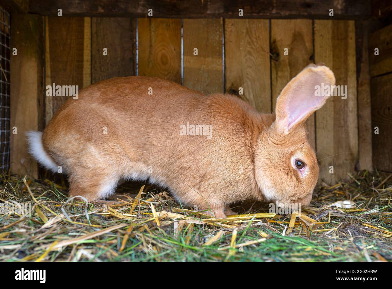 Red nose rabbit hi-res stock photography and images - Alamy