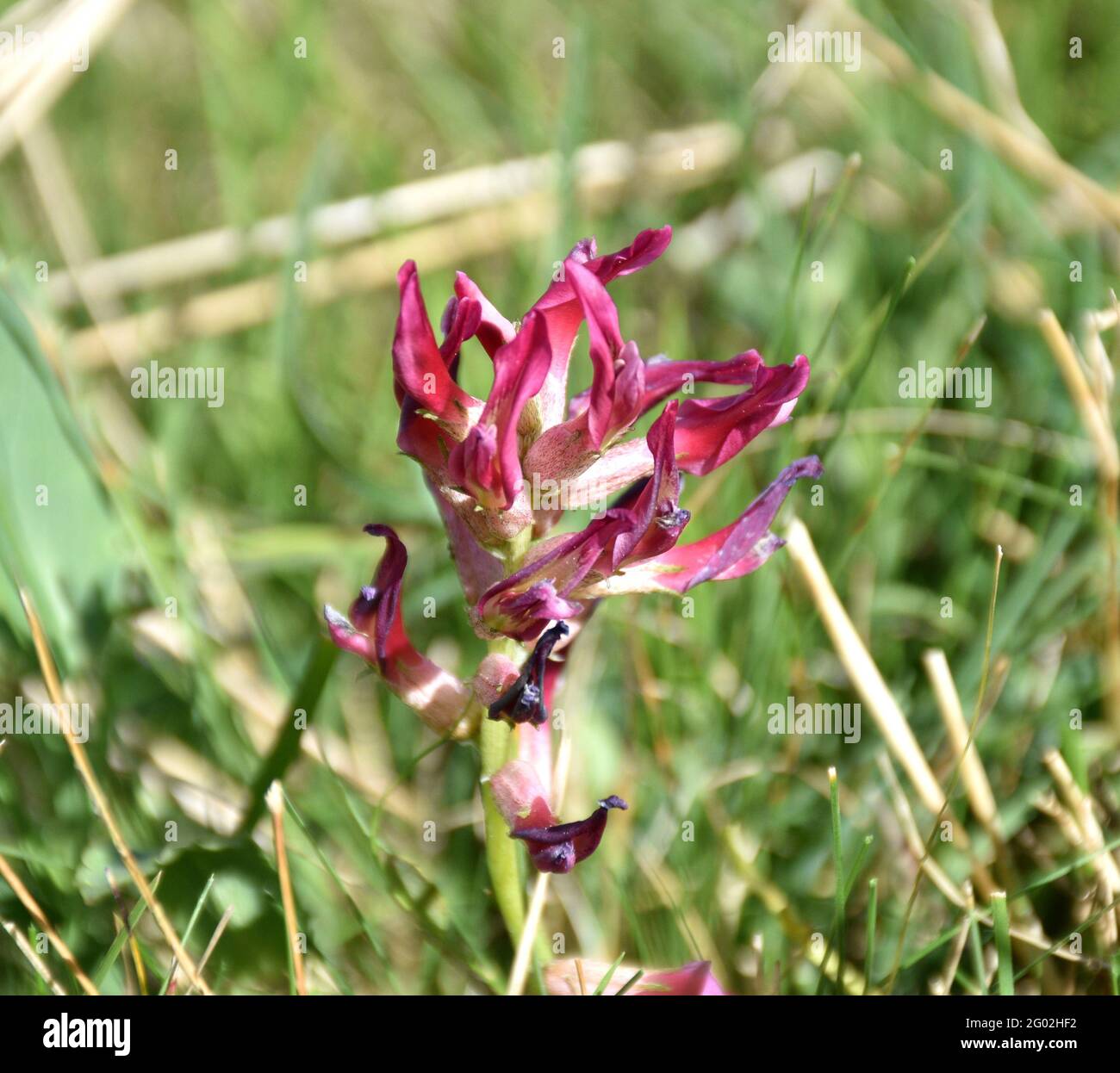 Astragalus incanus plant flowers in mountain meadow. Sunny day in the mountains of the Cidacos Valley. Stock Photo