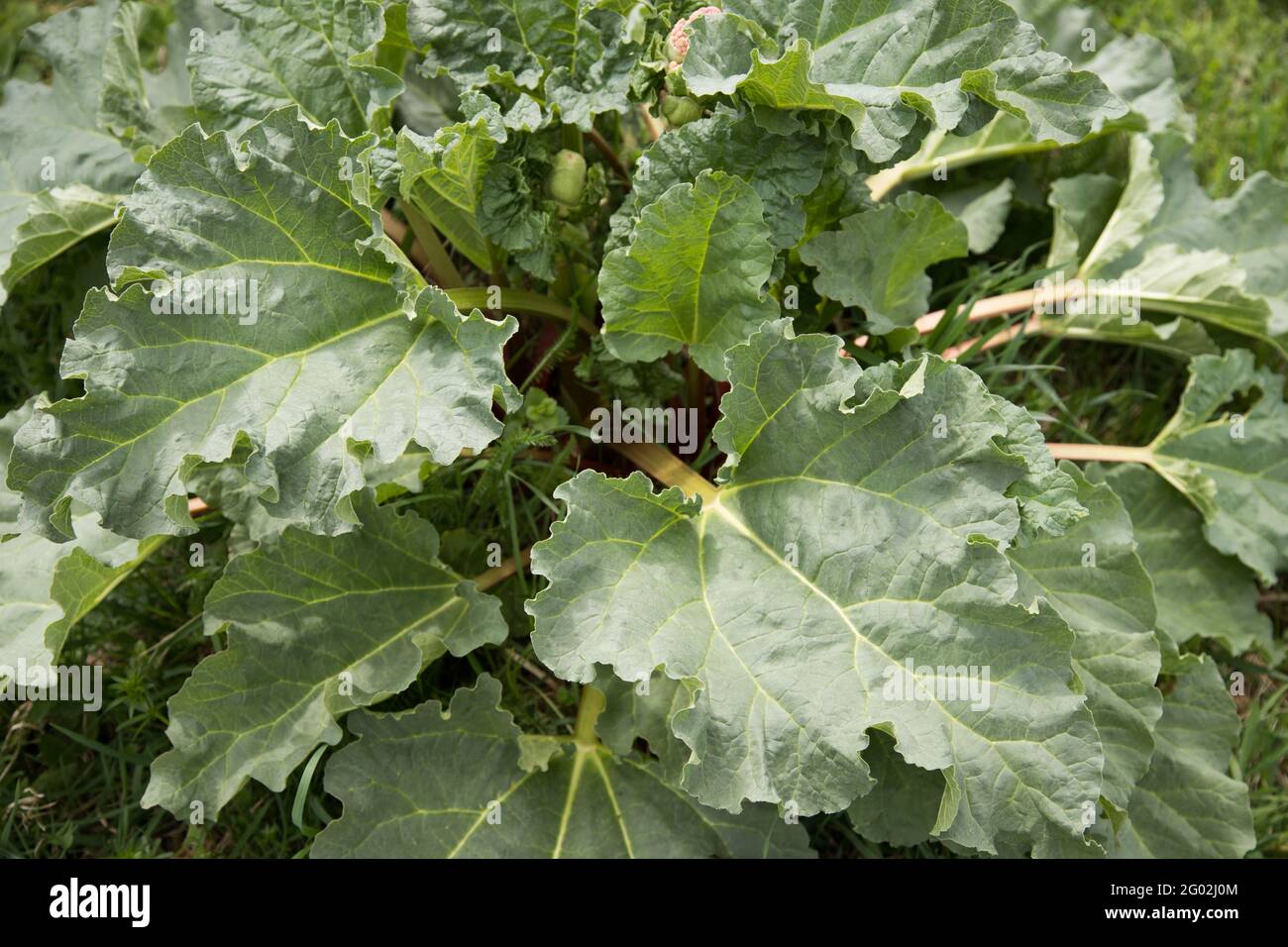 Green leaves of the rhubarb plant used in the preparation of healthy beverages. Stock Photo