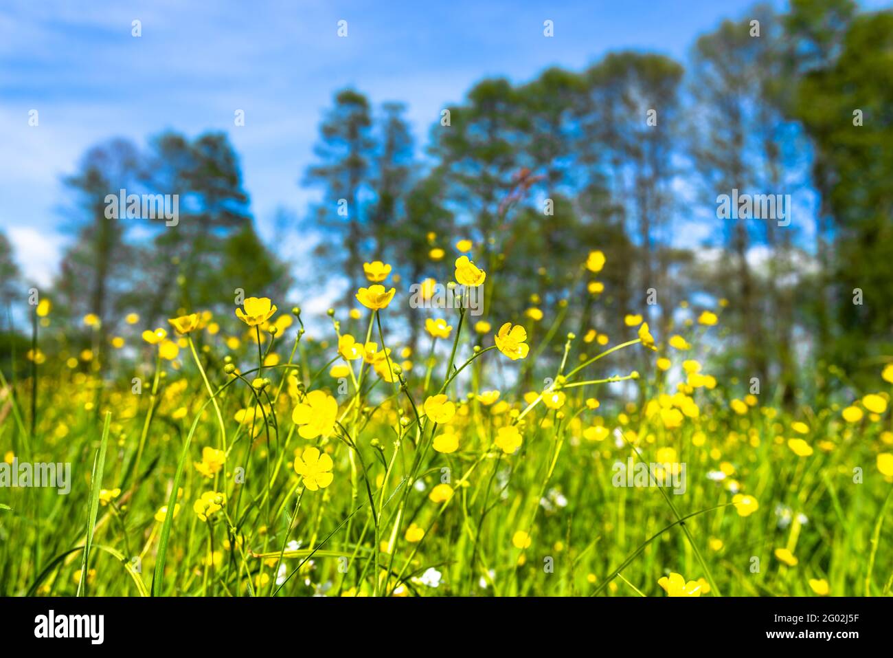 Buttercups in grass hi-res stock photography and images - Alamy