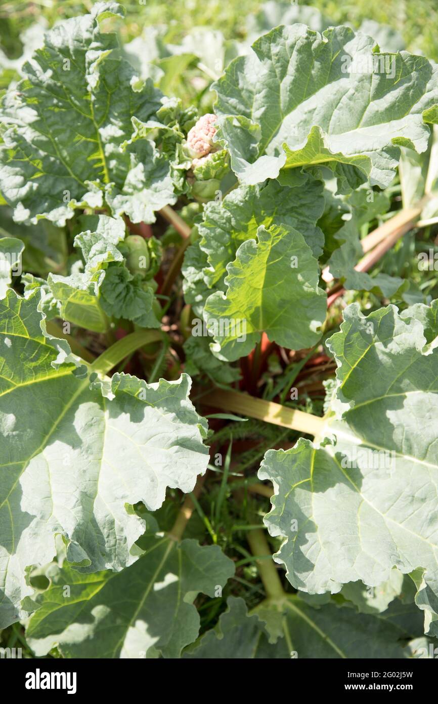 The leaves of the rhubarb plant used in the preparation of healthy beverages. Stock Photo