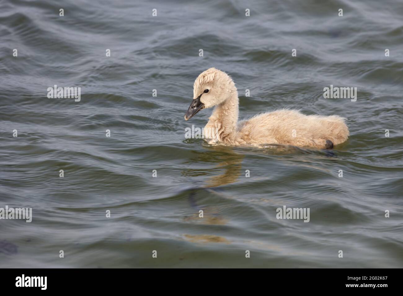 Schwarzer Schwan oder Trauerschwan / Black Swan / Cygnus atratus Stock Photo