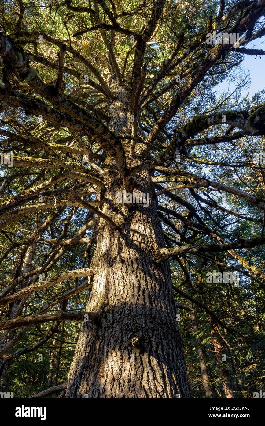 Large fir tree in the Sant Maurici National Park (Catalonia, Pyrenees, Spain) ESP: Abeto de grandes dimensiones en el PN Sant Maurici (Cataluña) Stock Photo