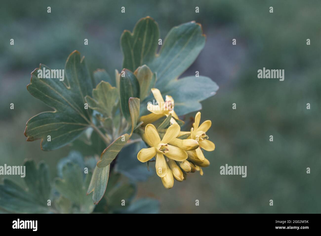 Blooming flowers of European gooseberry in the blurred background Stock Photo