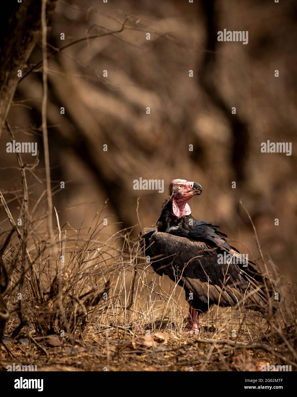 red headed vulture or sarcogyps calvus or Asian king or Indian black vulture close up with expression at Ranthambore National Park or Tiger Reserve Stock Photo