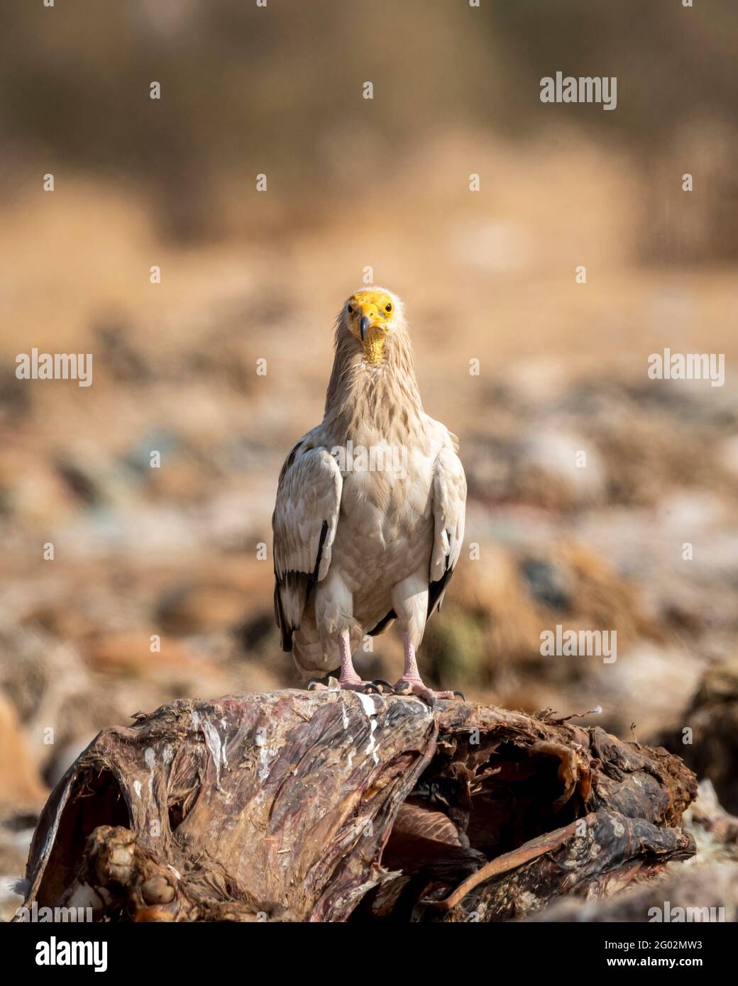 Egyptian vulture or Neophron percnopterus perched on carcass of a animal in clean background at jorbeer conservation reserve bikaner rajasthan india Stock Photo