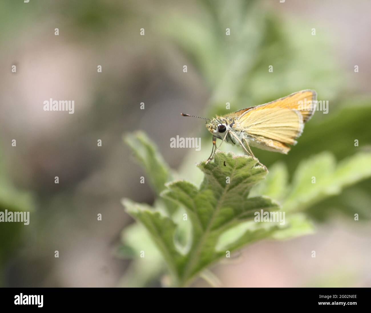 Closeup of Least Skipper butterfly with big bug eyes resting on green leaf Stock Photo