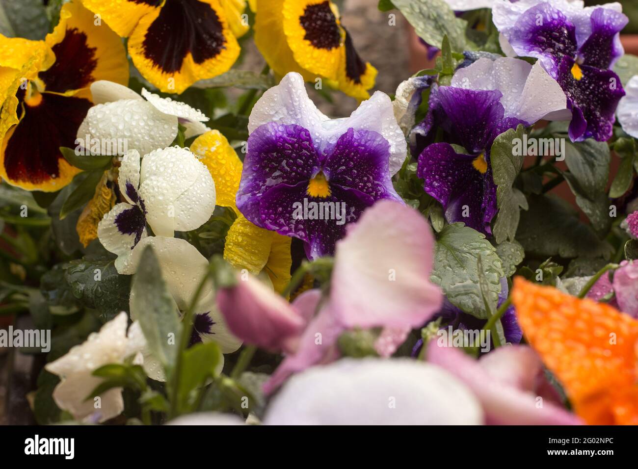 Viola wittrockiana pansy tricolor viola cornuta altaica with dew drops Stock Photo