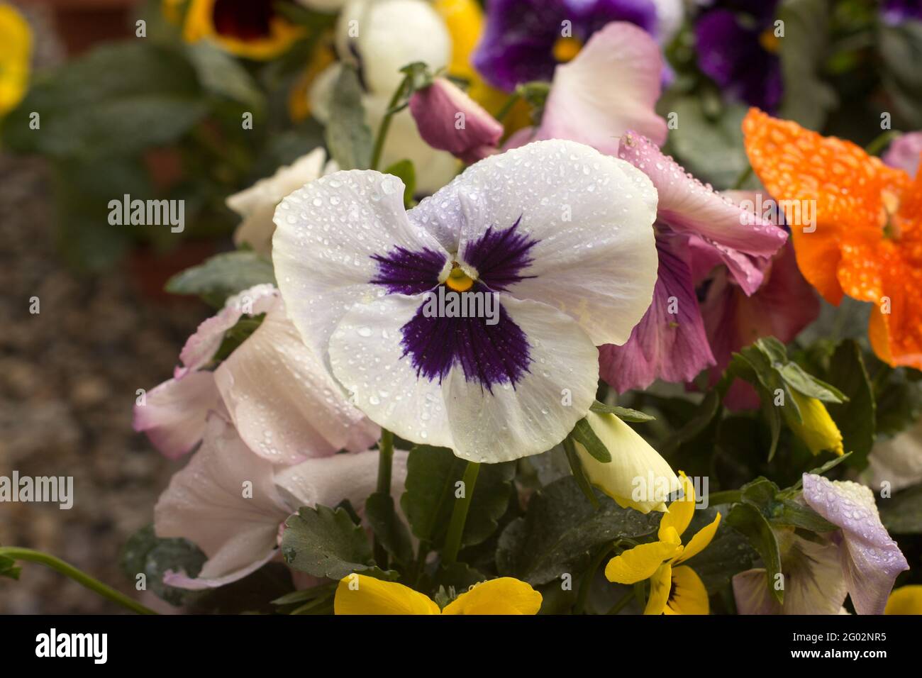 Viola wittrockiana pansy tricolor viola cornuta altaica with dew drops Stock Photo