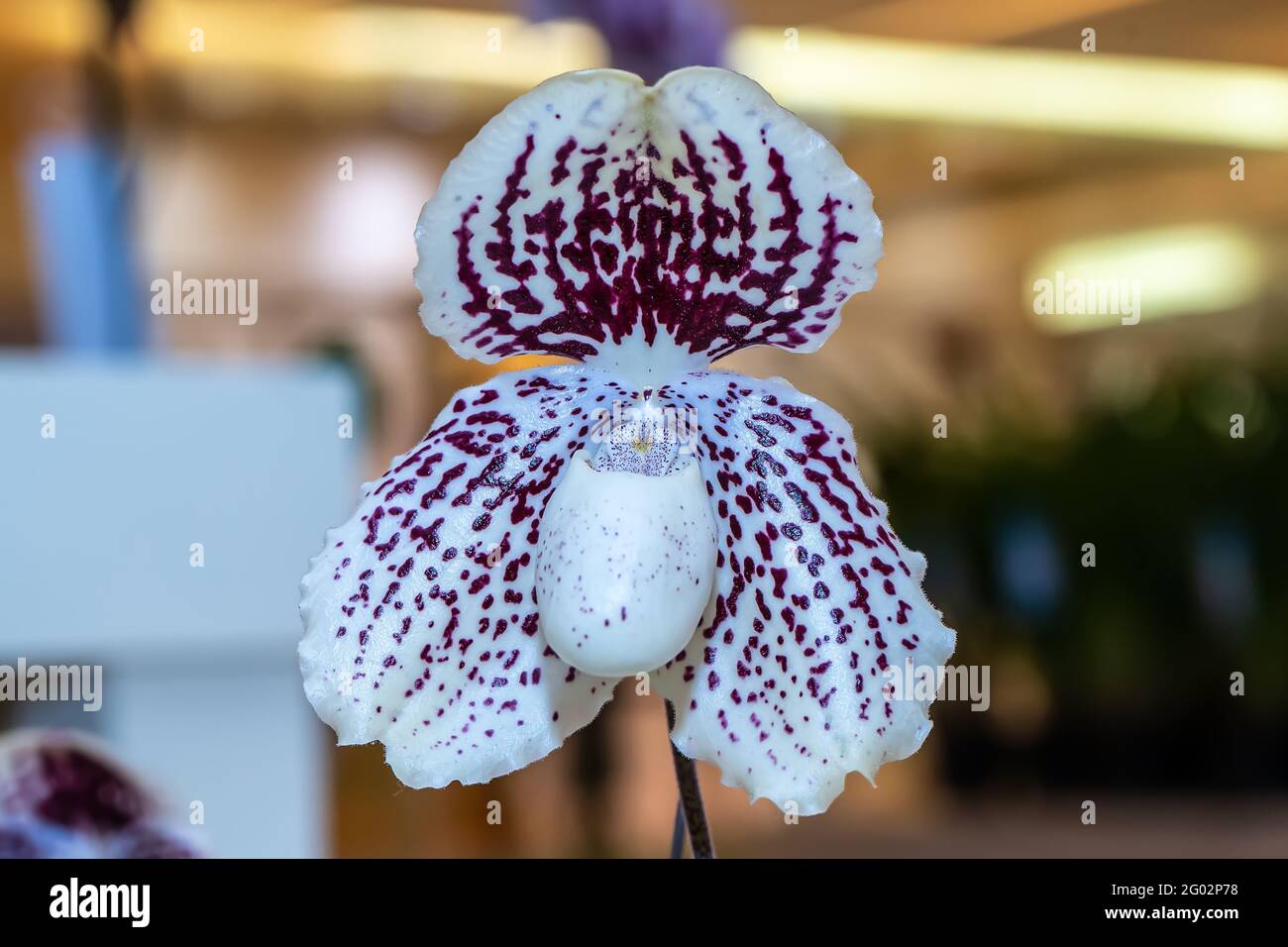 Paphiopedilum is a species of orchid. Stock Photo