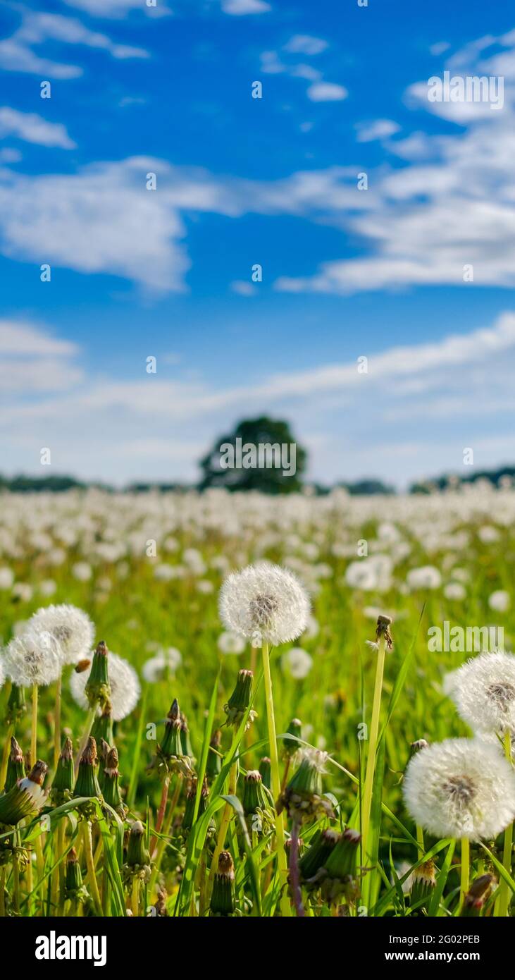 Selective focus on white fluffy dandelions on a field on a sunny summer day against a background of blue sky with clouds. 16:9 mobile phone wallpaper Stock Photo - Alamy Selective focus on white fluffy dandelions on a field on a sunny summer day against a background of blue sky with clouds. 16:9 mobile phone wallpaper Stock Photo - Alamy