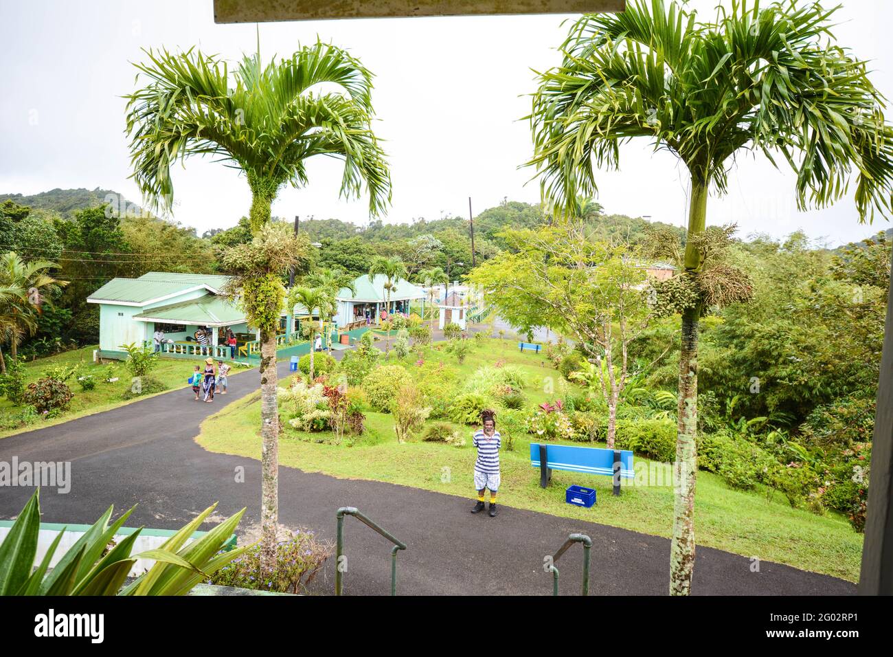 Palm trees and house Carriacou Caribbean Island palm trees tree