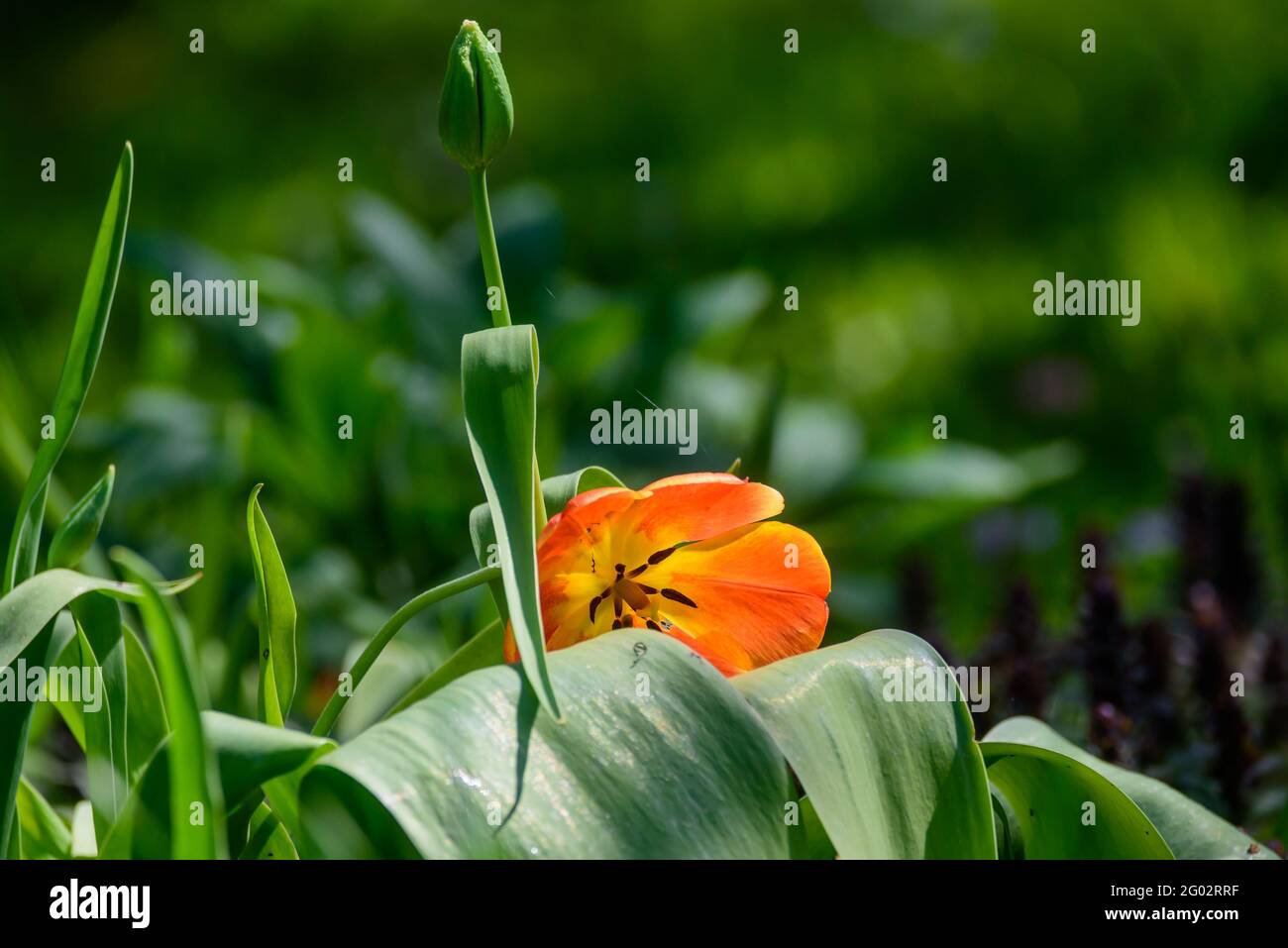 Selective focus photo. Orange tulip flower behind green leafs. Stock Photo