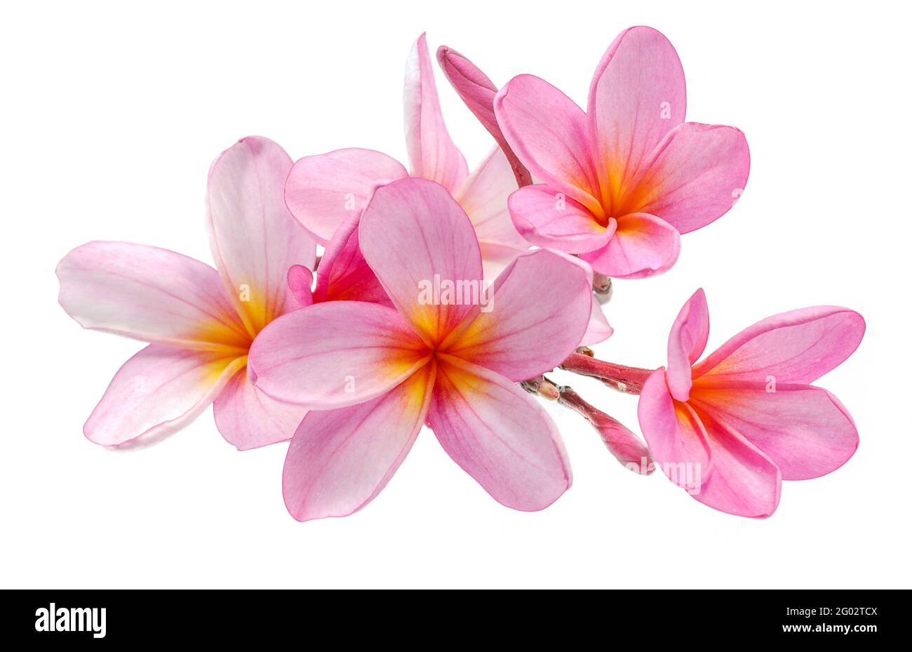 Frangipani or Plumeria flower isolated on white background Stock Photo ...