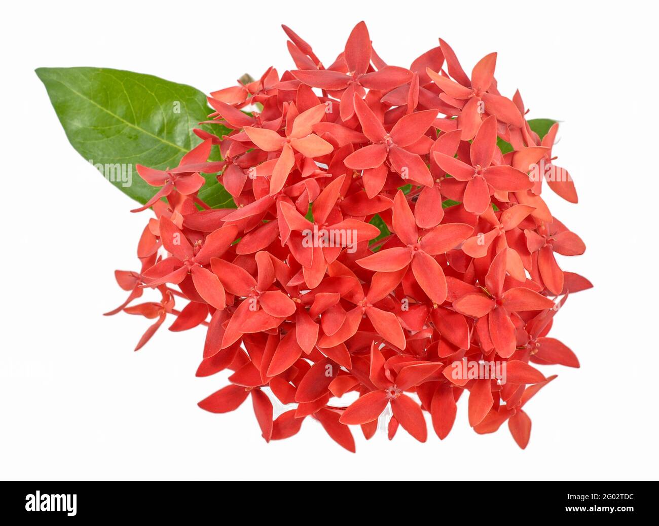 Ixora flower isolated on white background Stock Photo