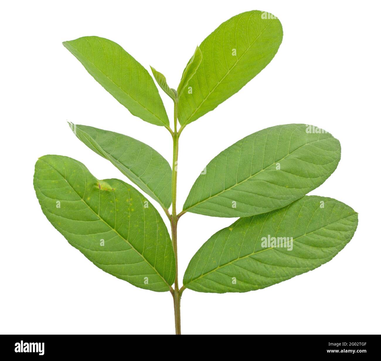 Guava leaf hi-res stock photography and images - Alamy