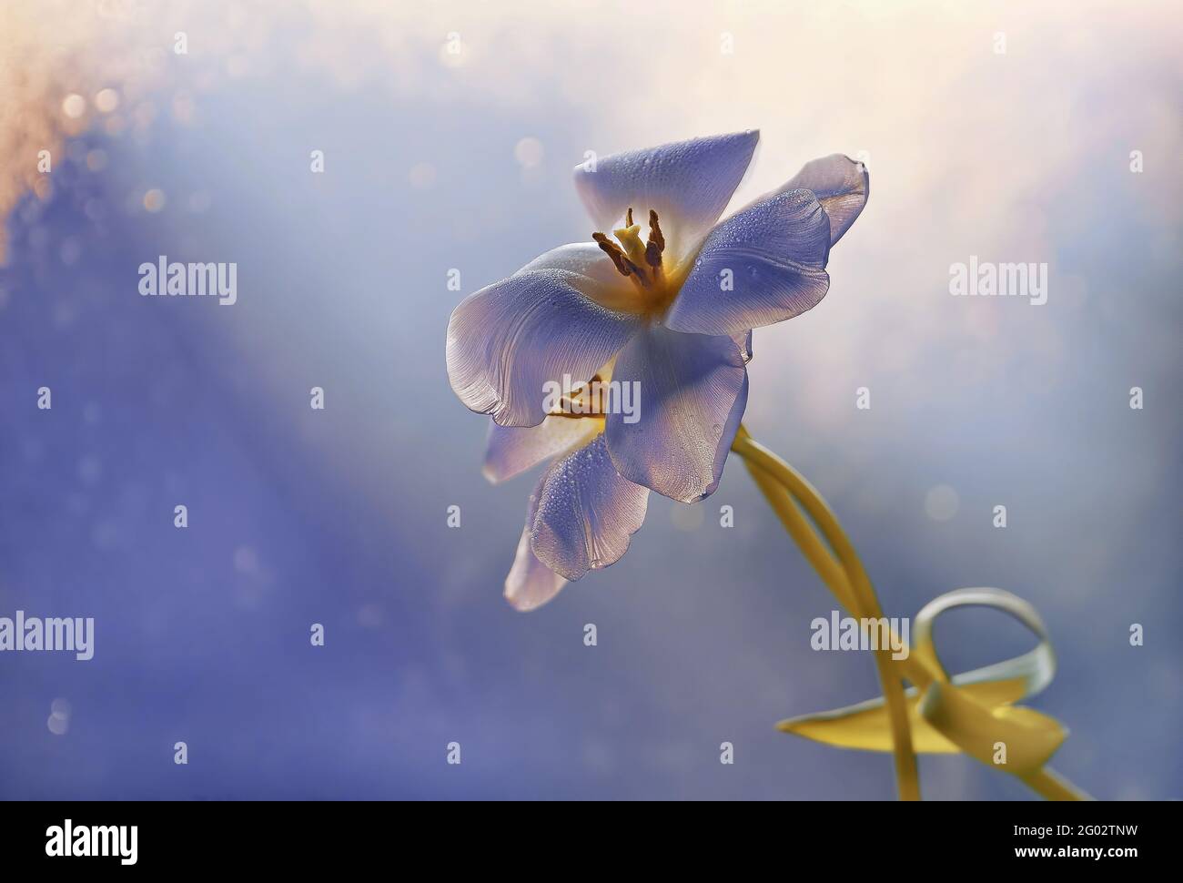 Macro flower blue tulip on a blurry light background Stock Photo
