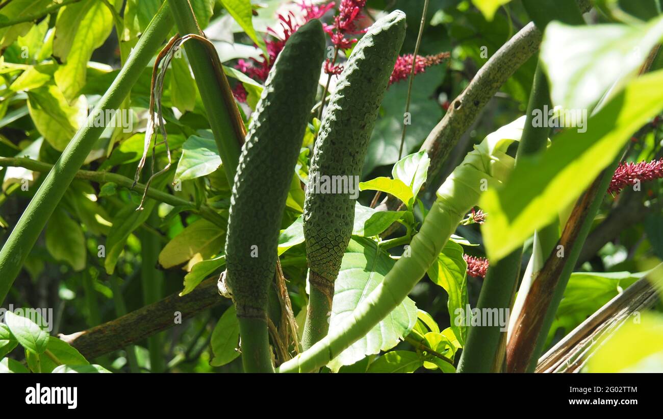 Fruits of Swiss cheese plant growing in the garden Stock Photo Alamy