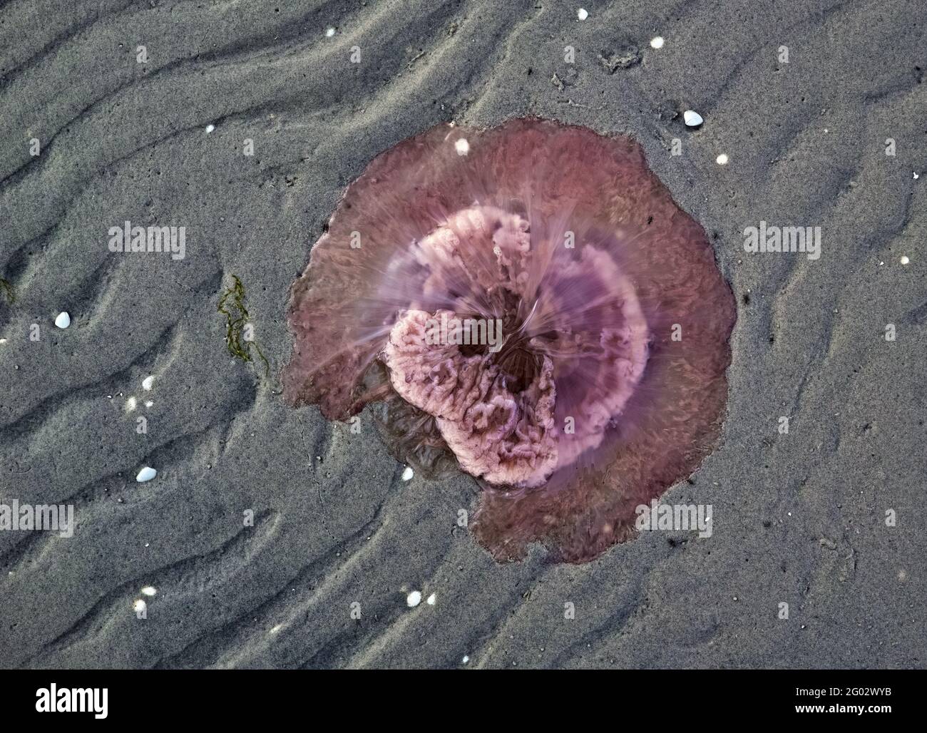 A stranded fire jellyfish on the Baltic Sea in Denmark. Stock Photo