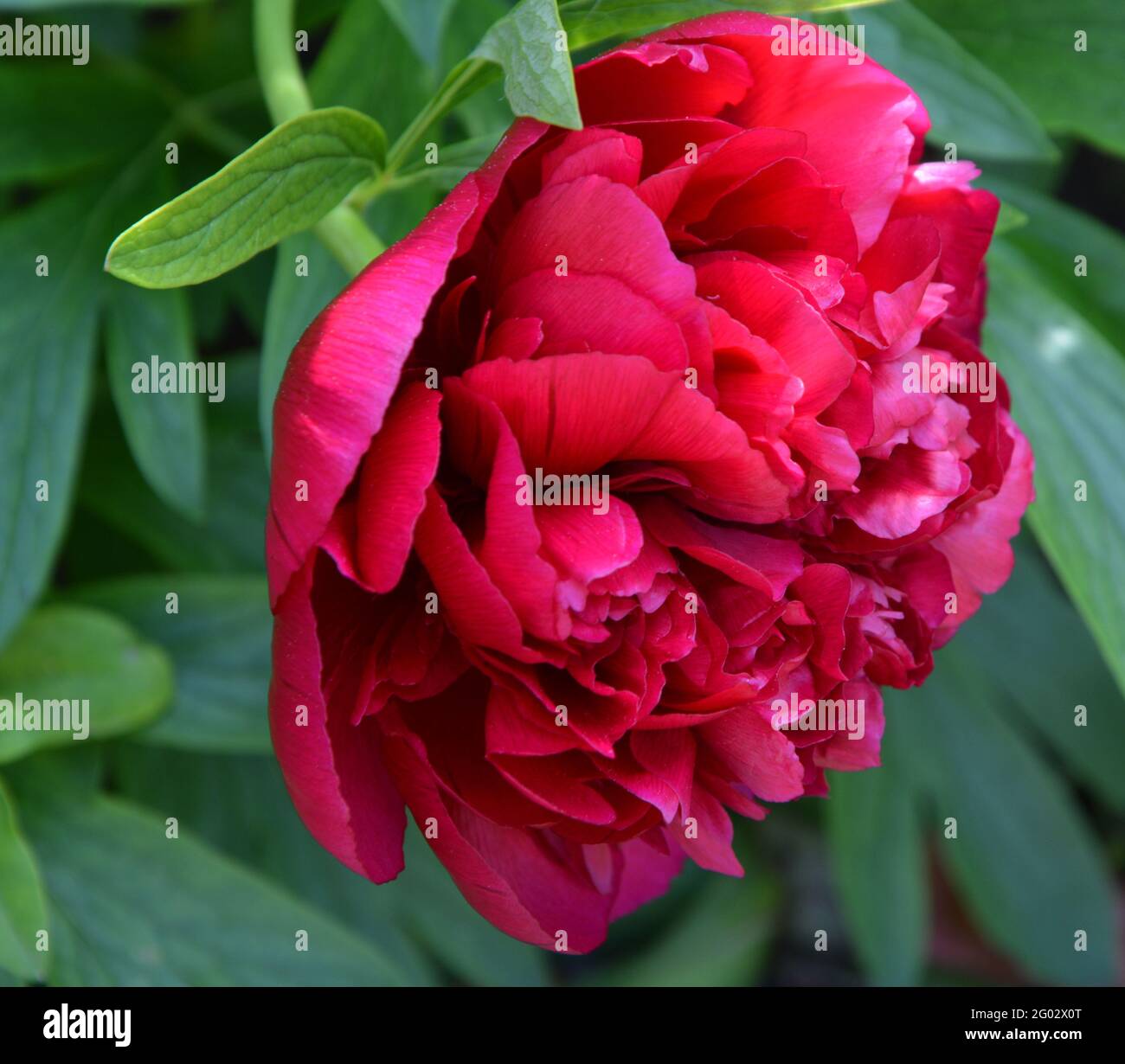 Paeonia Officinalis Rubra Plena, Cambridge, Purely Beautiful and Peaceful Floral Space Stock Photo