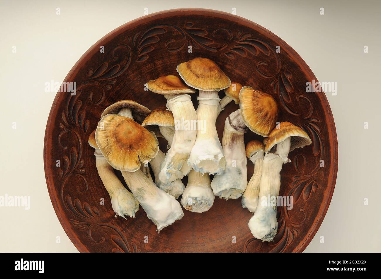 Psychedelic psilocybin mushrooms Golden Teacher, top view, close-up. Psilocybe Cubensis raw mushrooms in brown dish. Micro-dosing concept. Stock Photo