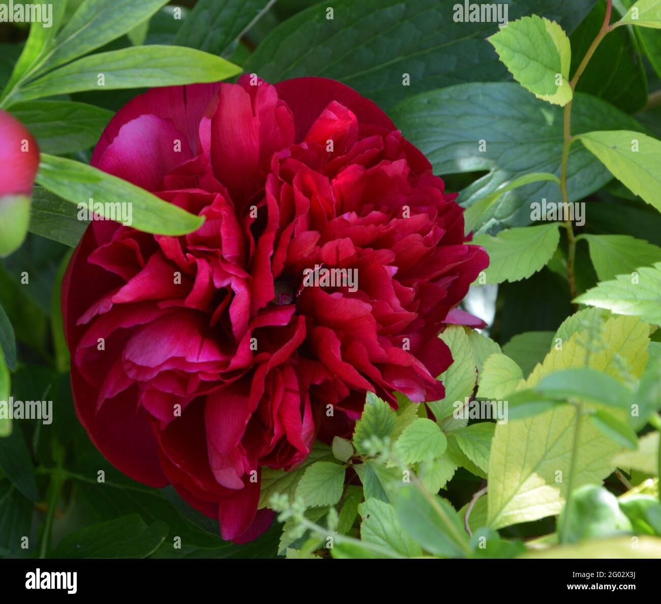 Paeonia Officinalis Rubra Plena, Purely Beautiful and Peaceful Floral Space Stock Photo