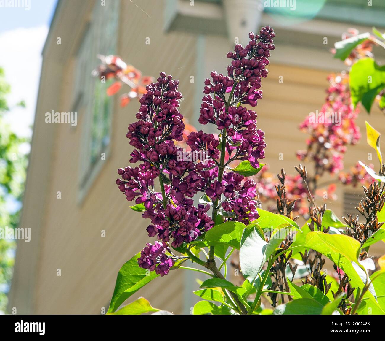 Attractive flowers on a dark red purple mauve lilac (Syringa vulgaris) Stock Photo