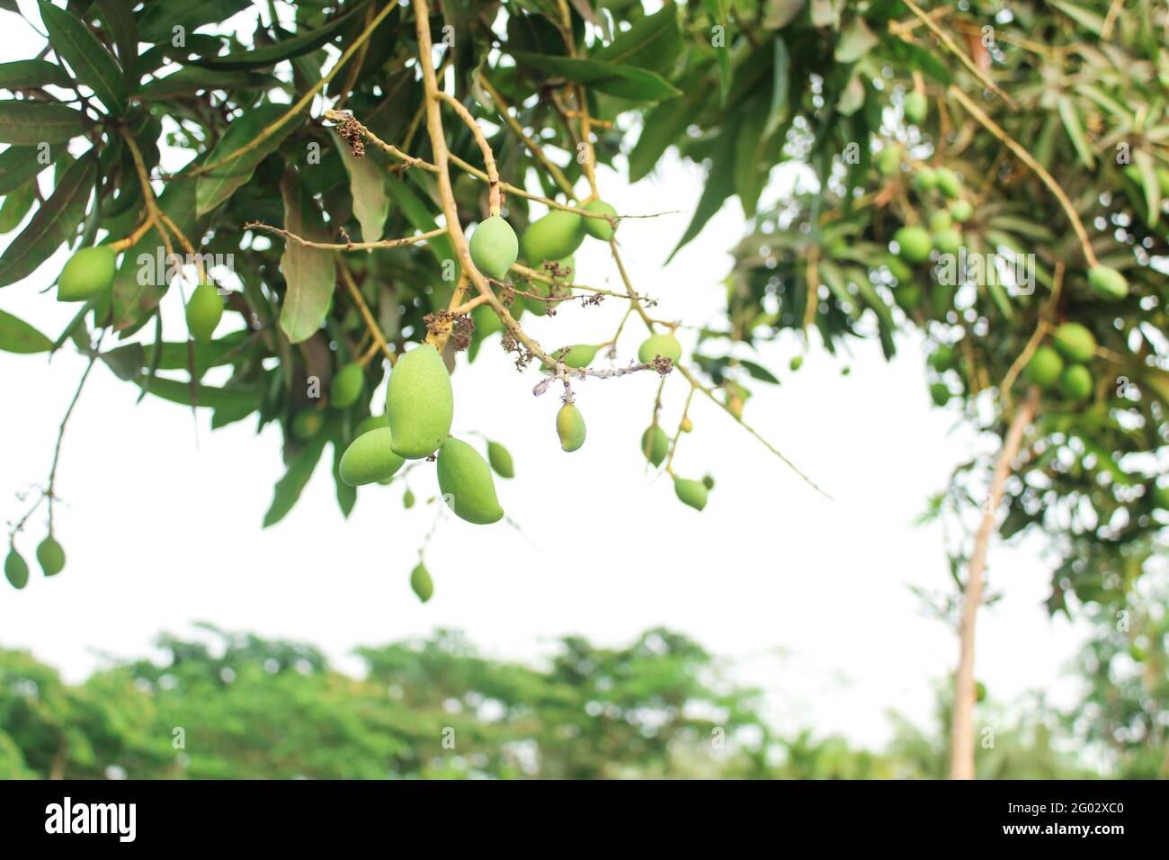 Small mangoes growing on tree branch ,Asian mango Stock Photo Alamy