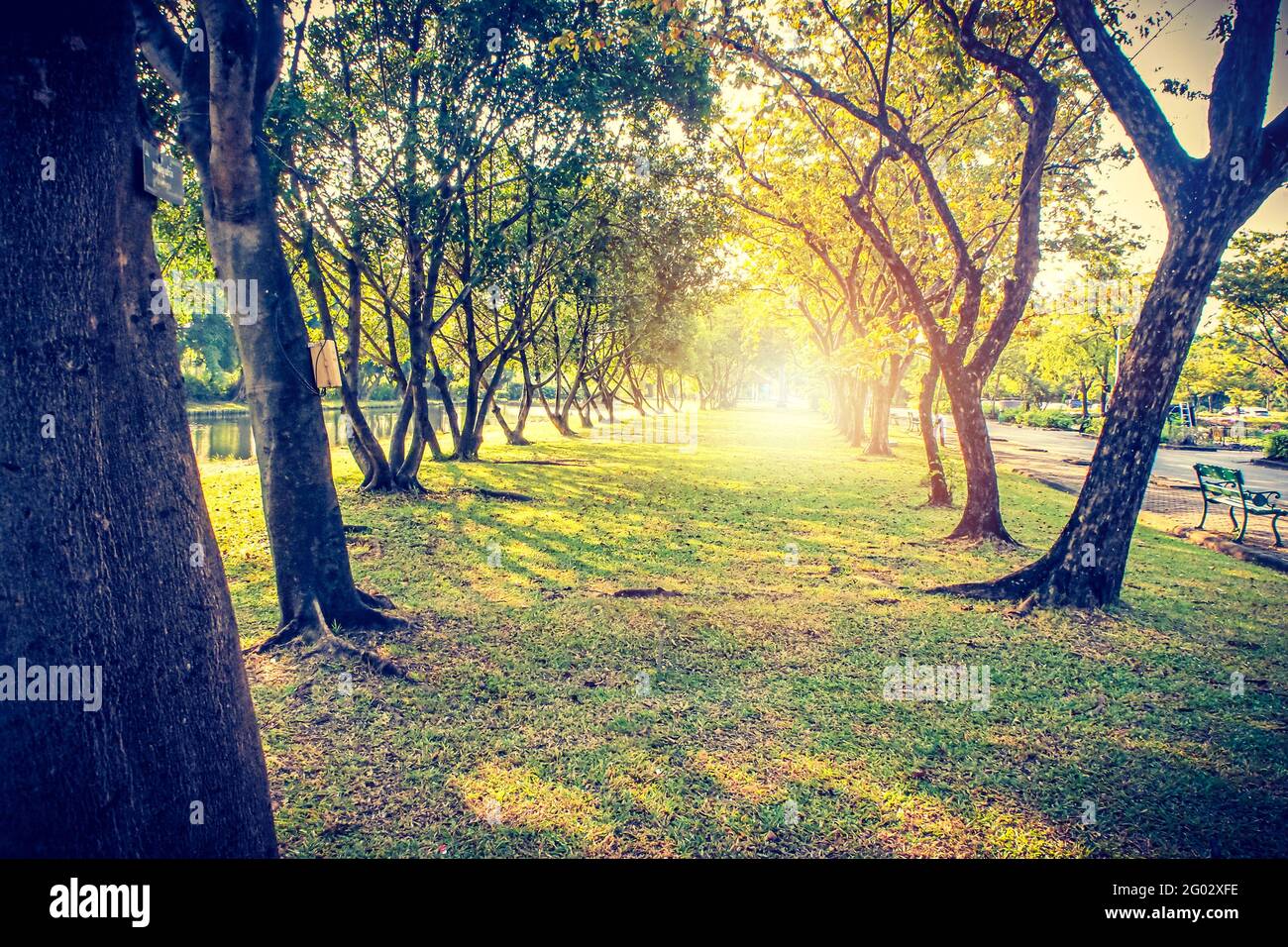 Autumn, fall landscape in park. Colorful yellow green leaves, sun ...
