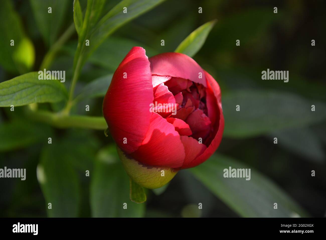 Paeonia Officinalis Rubra Plena, Cambridge UK, Purely Beautiful and Peaceful Floral Space Stock Photo