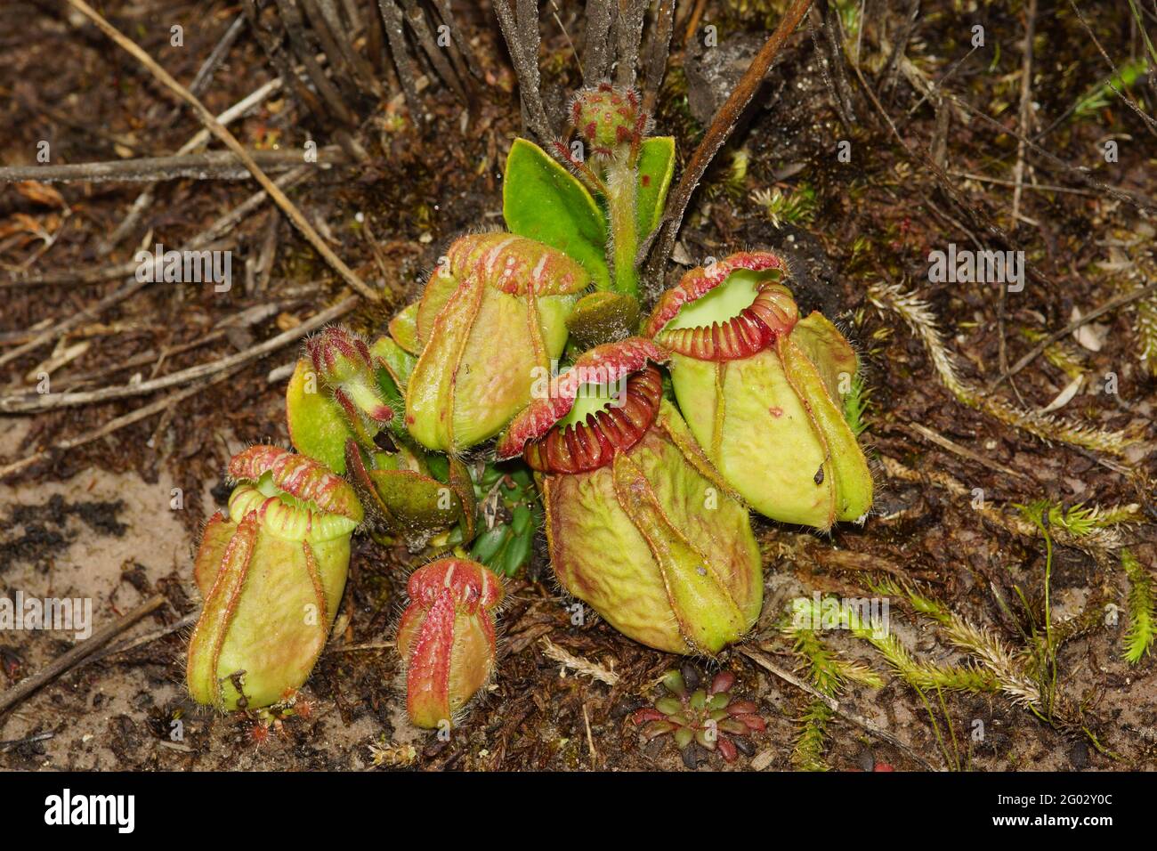 Cephalotus follicularis, the Western Australian pitcher plant, in natural habitat with flower stalks Stock Photo