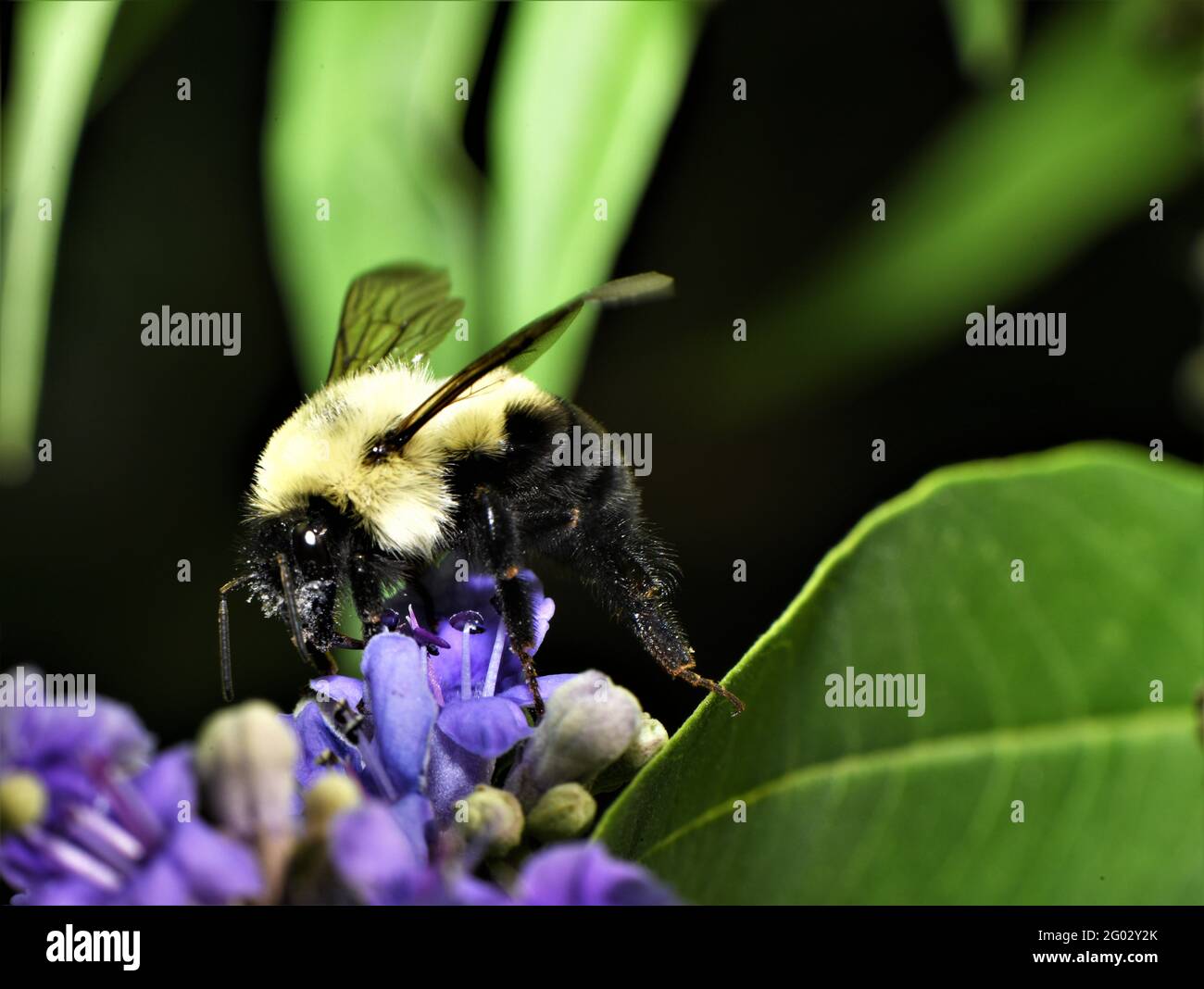 Bumblebee on wisteria. Stock Photo