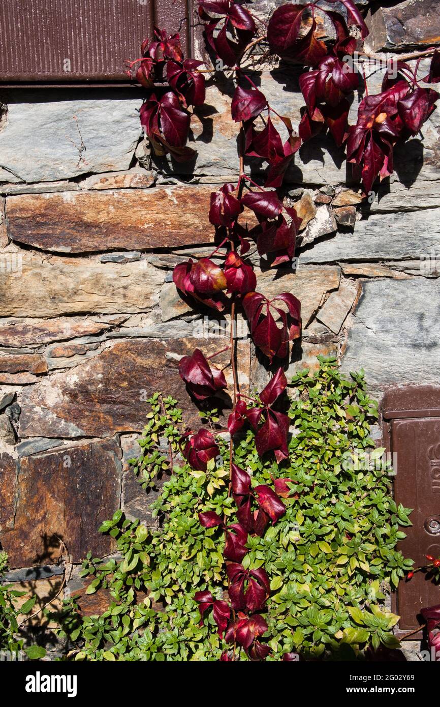 An autumnal red climbing plant rests on a stone wall of a sunlit house ...