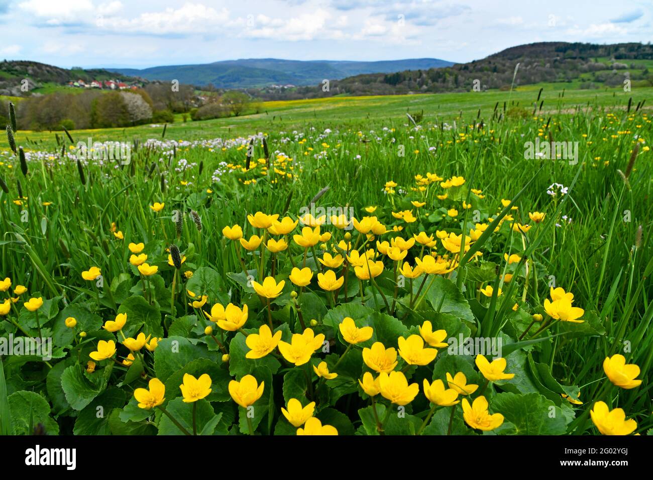 Mowing meadow wildflowers hi-res stock photography and images - Alamy