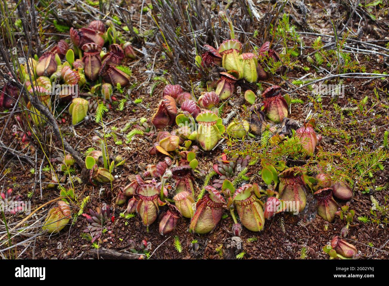 Large group of Cephalotus follicularis, the Western Australian pitcher plant, in natural habitat with flower stalks Stock Photo