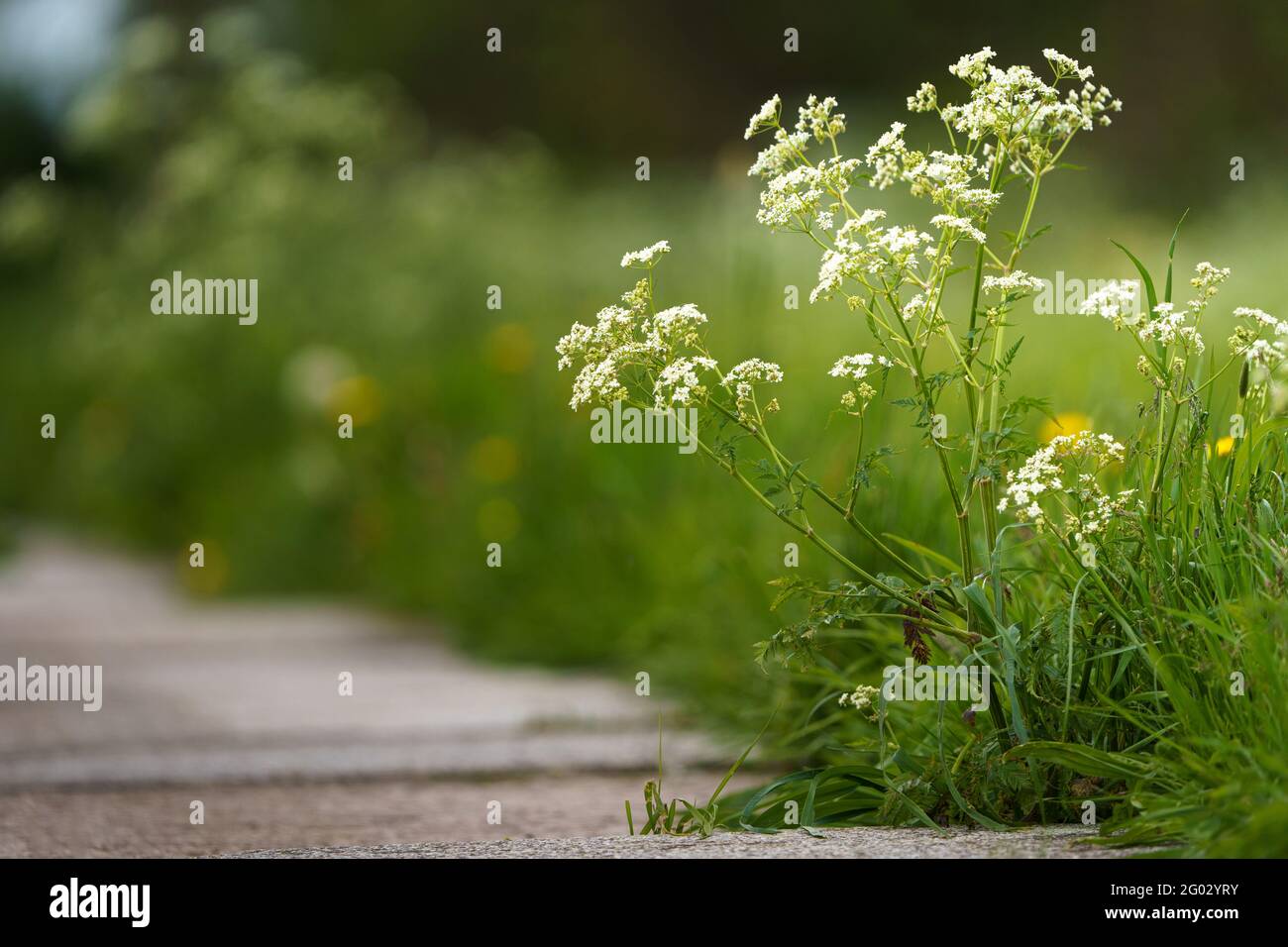 Soldiers weed by the wayside Stock Photo