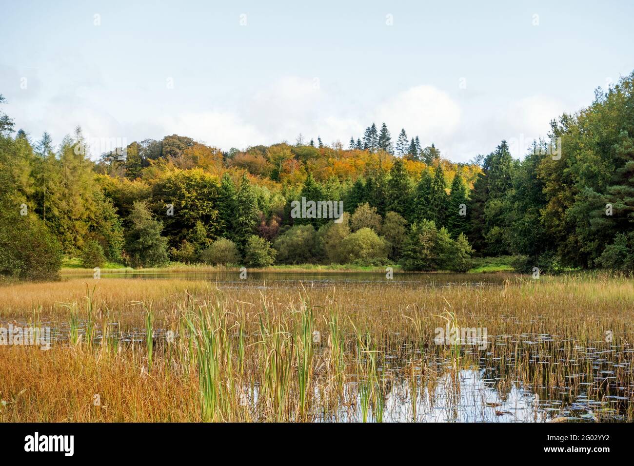 Barn Hill Lake in Rossmore Forest Park, County Monaghan, Irealnd on the autumn season Stock Photo