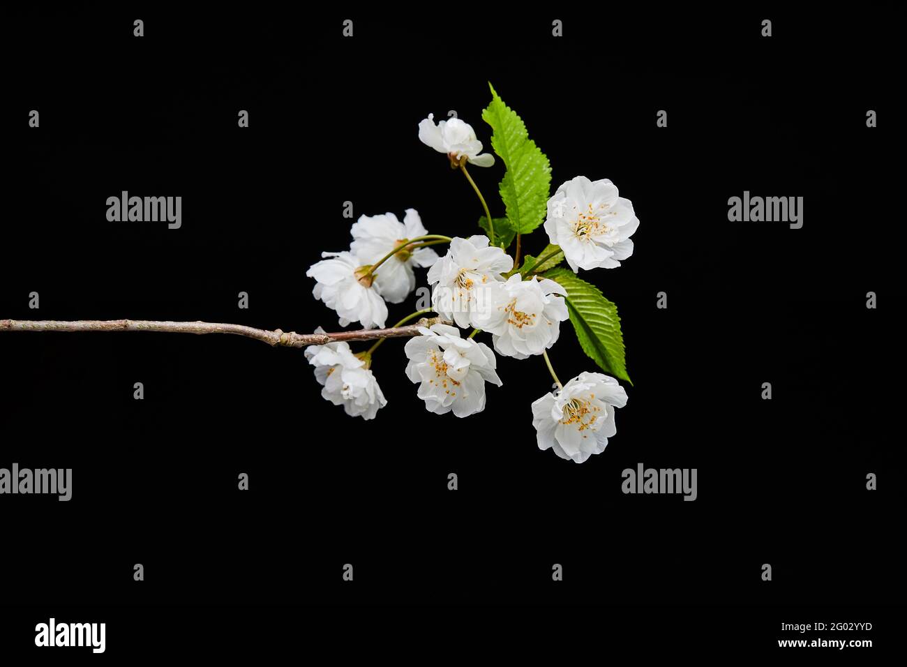 Flower photography with black background hi-res stock photography and ...