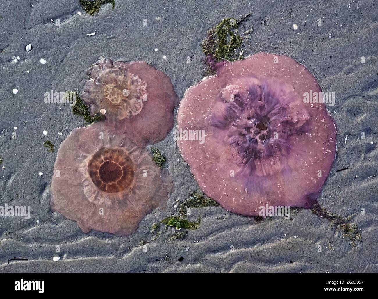 Stranded fire jellyfish stranded on a sand dune by the Baltic Sea in Danamark. Stock Photo
