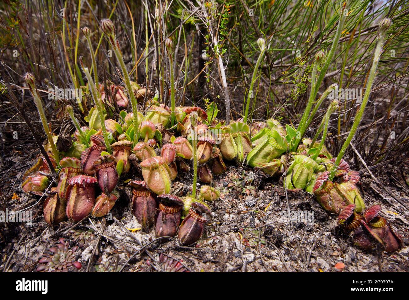 Large group of Cephalotus follicularis, the Western Australian pitcher plant, in natural habitat with flower stalks Stock Photo
