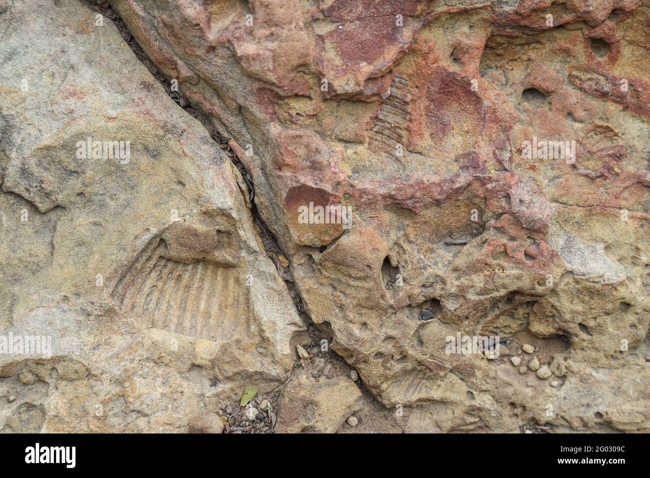 GAVIOTA STATE PARK, CALIFORNIA, UNITED STATES - Apr 13, 2021: A shell fossil is visible in a sandstone rock. Stock Photo