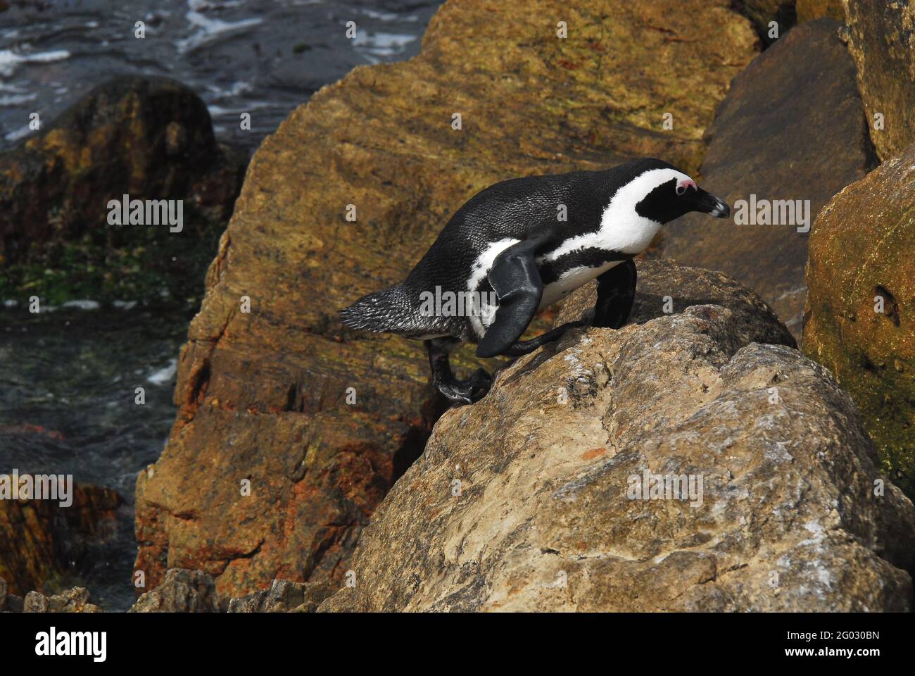 An amazing close up view of a wild Penguin actually using its flippers and feet to climb a vertical boulder face in order to get to its nest. Stock Photo