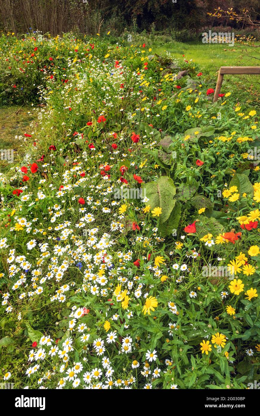 Autumn colourful lawn with flowers on a sunny day in the garden Stock Photo