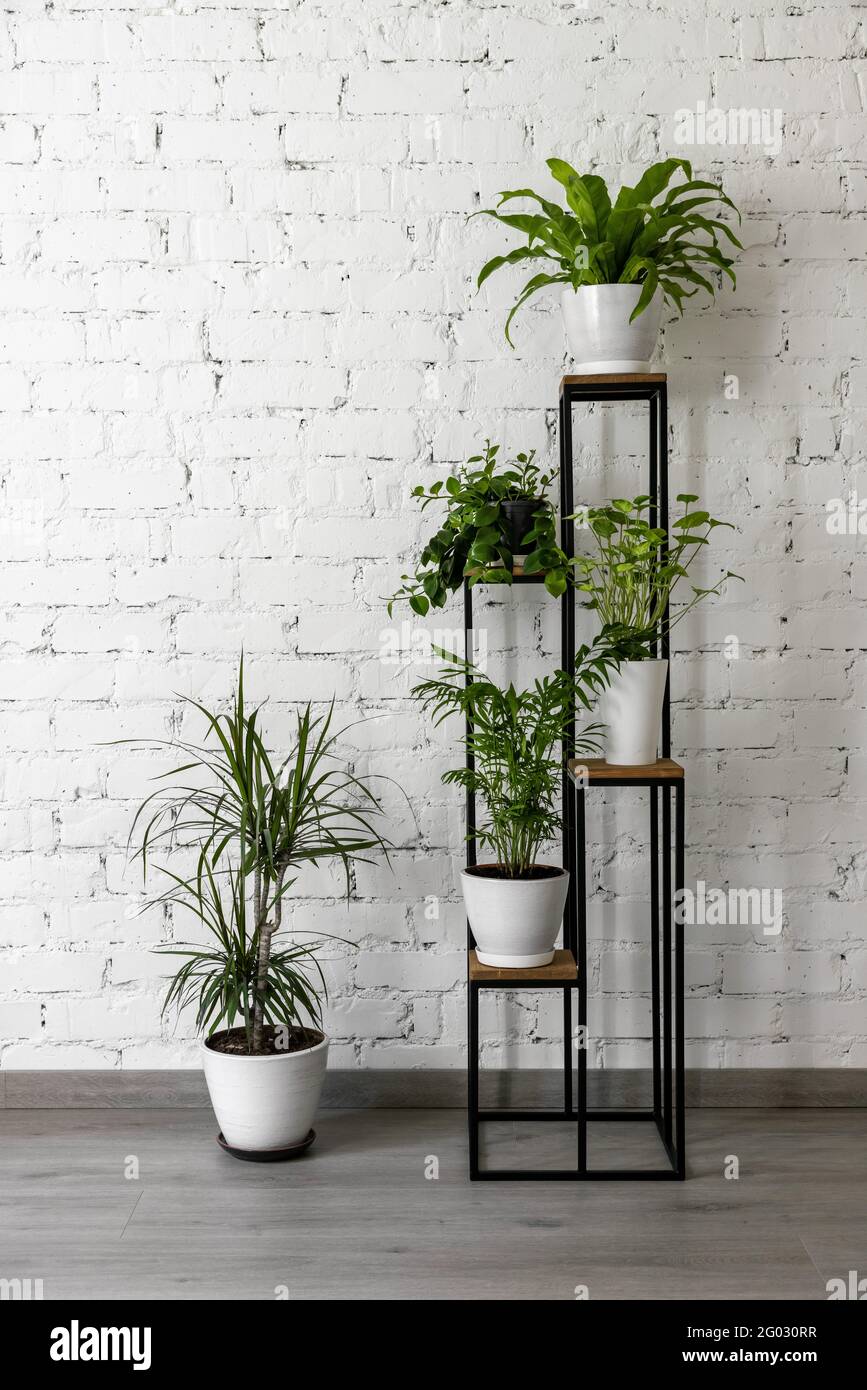 green houseplants on modern metal plant stand by white brick wall. clean fresh air at home Stock Photo