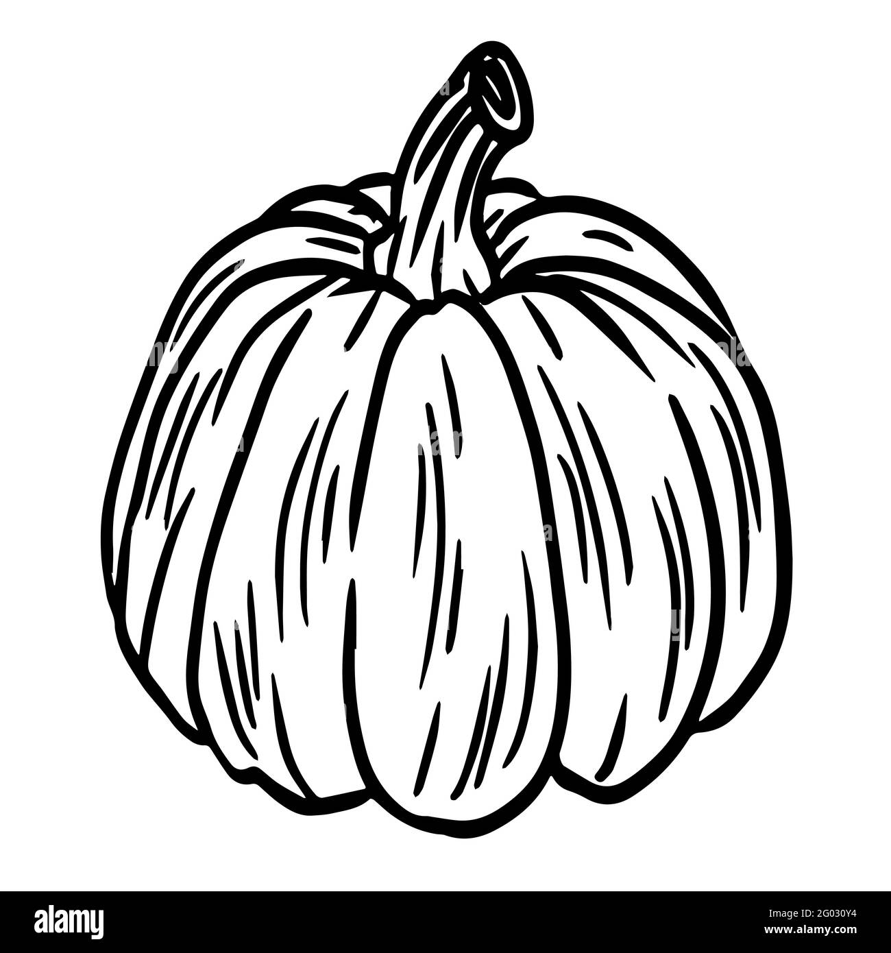 Pumpkin hand drawn illustration isolated on white background Stock ...