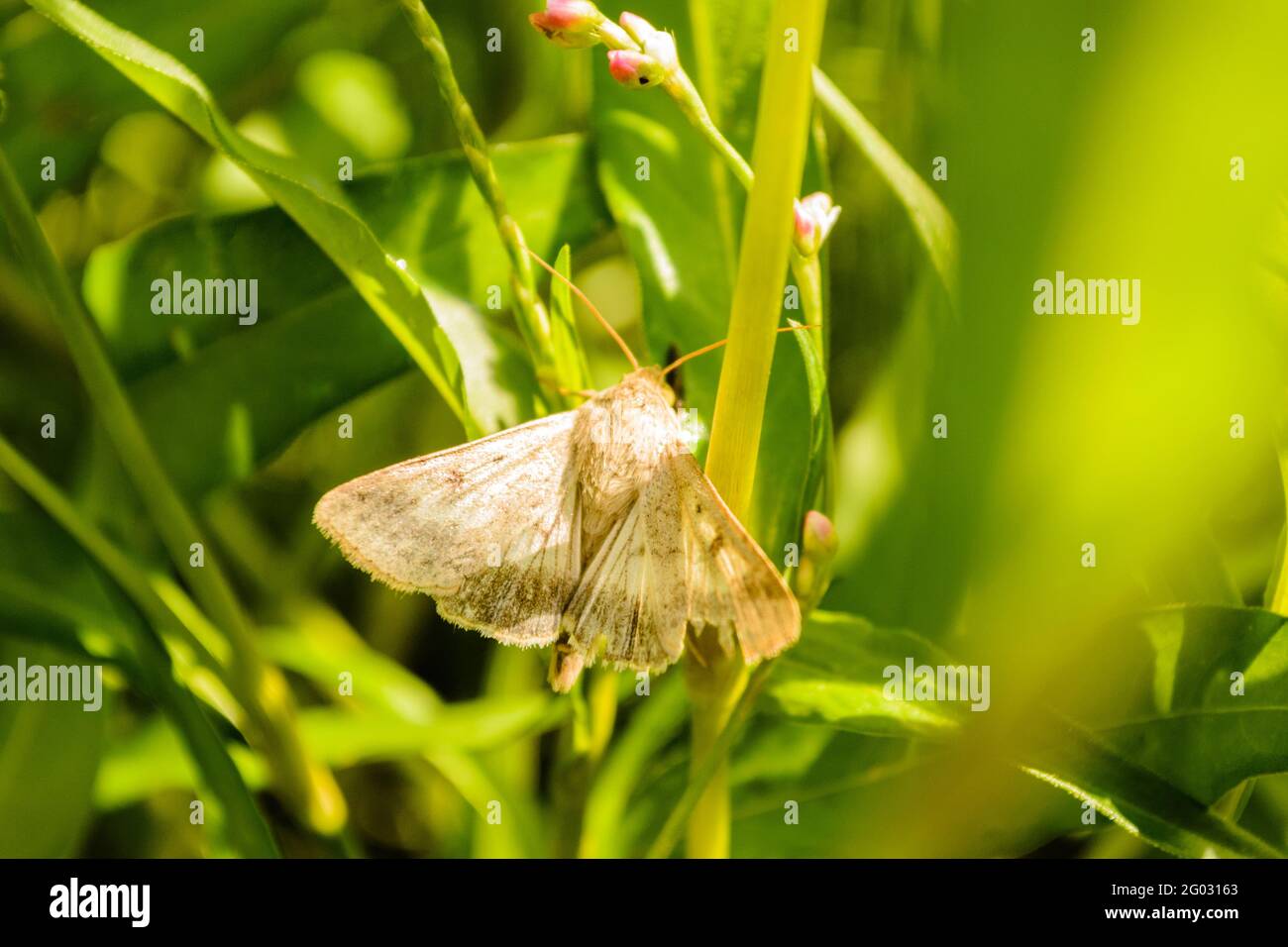 Moth with spread wings on the green leaf of the plan Stock Photo