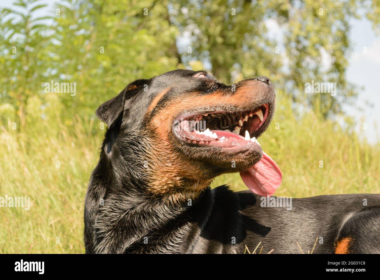 Rottweiler Ears High Resolution Stock Photography and Images - Alamy