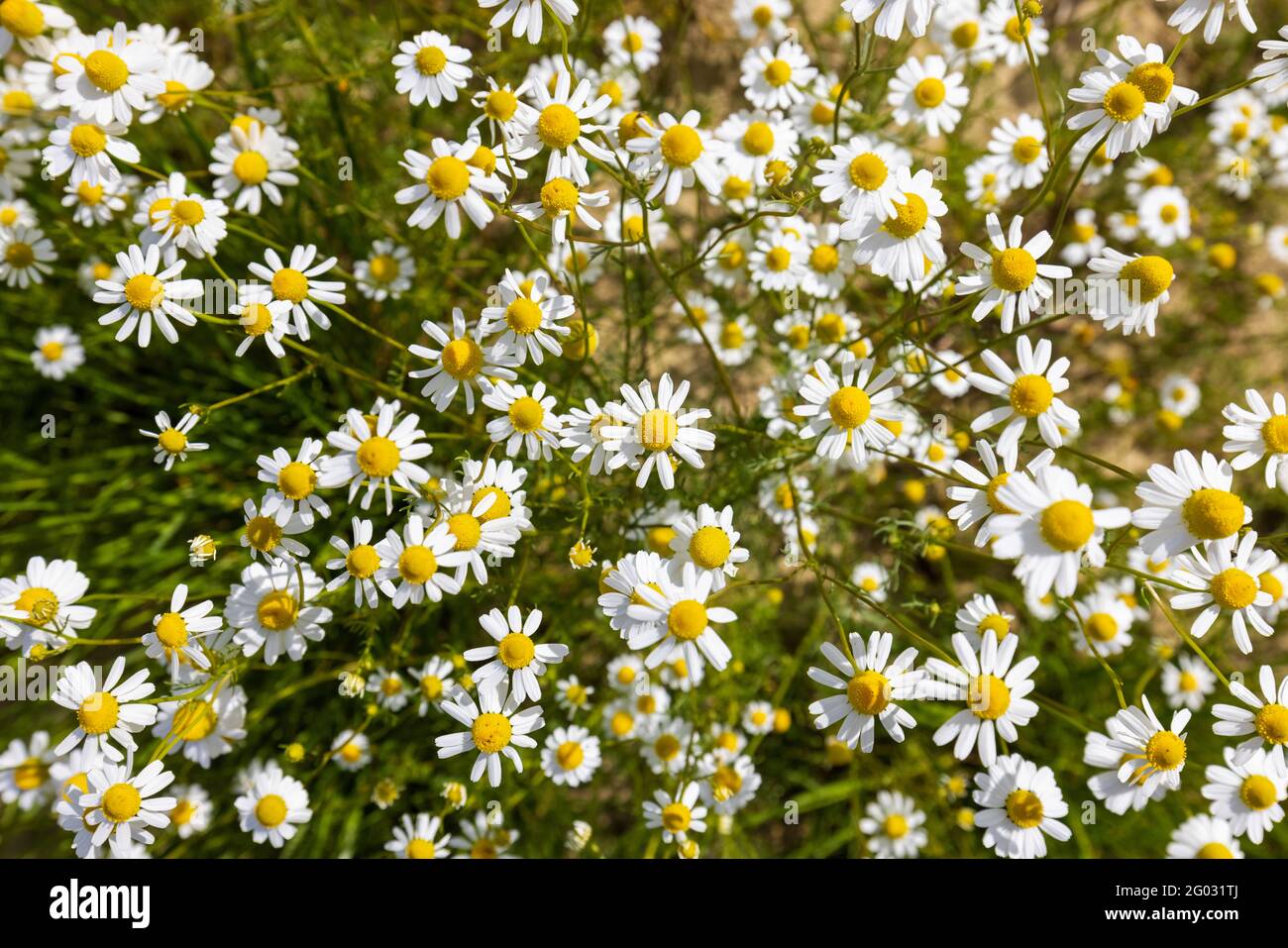 White Matricaria Flowers On Hi res Stock Photography And Images Alamy