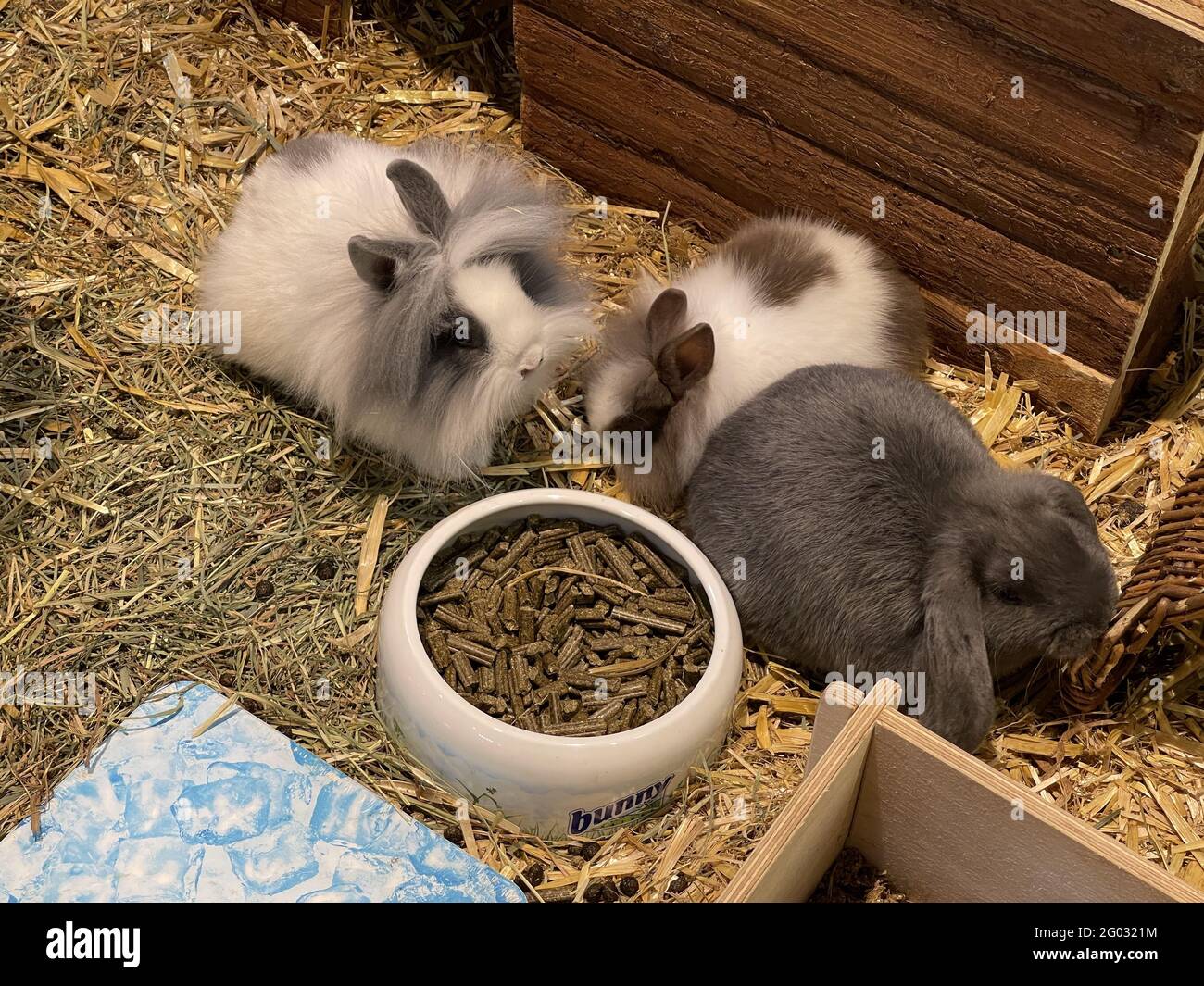 Cute baby bunnies eating food Stock Photo